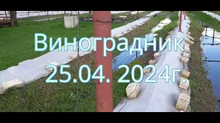 Виноградник 25 04 2024 Плаваем