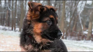 German Shepherd Puppy First Week Home