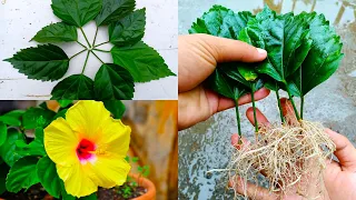 Grow Hibiscus Flower From Leaves -Simple Way | Gardening with Johnson Engleng