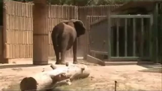 Noisy Angry Elephant at Memphis Zoo June 26, 2010