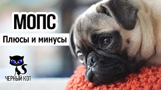 ✔ Мопс: плюсы и минусы породы. Хорошее и плохое