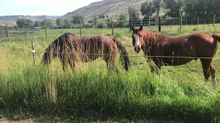 Horses Quarter Horses on a Ranch in a Pasture Walking to the Barn in Colorado