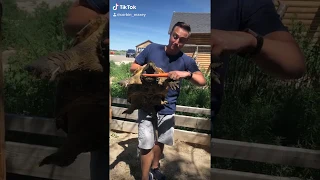 Alligator Snapping Turtle Bite!!!