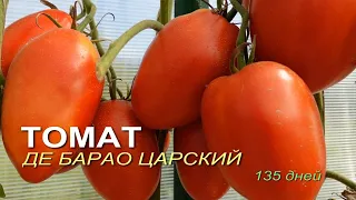 Томату ДЕ БАРАО ЦАРСКИЙ 135 дней! Обзор сортов ТОМАТОВ!