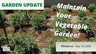 How To Take Care Of Your Vegetable Garden | GARDEN UPDATE