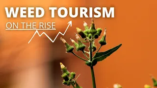 Bigger Than Wine: Weed Tourism’s High Chance Of Success