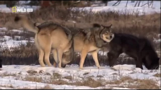 Супер Хищник. Черные Волки. Документальный Фильм