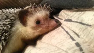 Sleeping Hedgehog Peanut