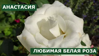 Любимая белая роза АНАСТАСИЯ в моем саду