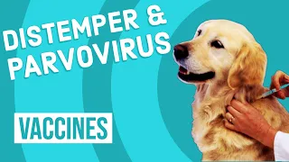 Canine Distemper & Parvovirus Vaccine