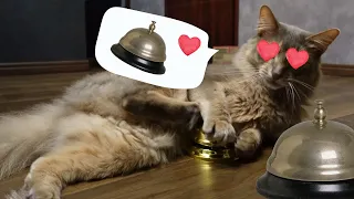 【変な猫】strange cat  呼鈴が好きすぎる猫 A cat who loves the doorbell too much