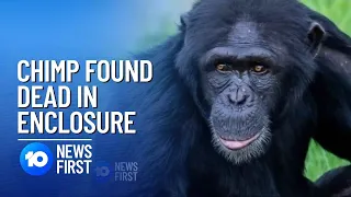 Chimpanzee Dies After Sparking Lockdown At Sydney Zoo | 10 News First