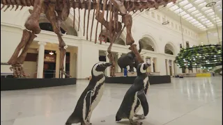 Shedd Aquarium Penguins Visit the Field Museum