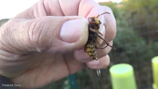 Can a European Hornet Sting IF you pick them up by the thorax? YES, they can also spray venom!
