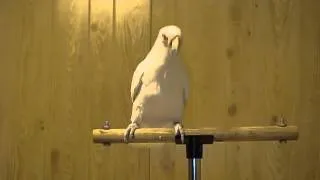 Breakdown Parrot
