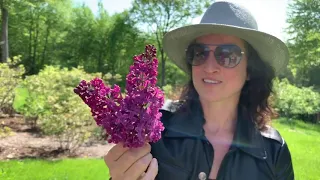 How to make a Lilac Liquor with Rebecca Hamilton