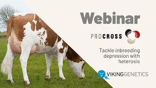 WEBINAR: Tackle inbreeding depression with heterosis