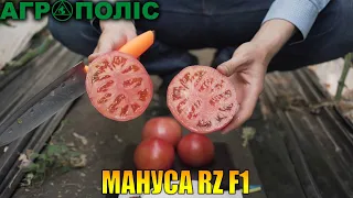 Рожевоплідний гібрид томата селекції Рійк Цваан - Мануса RZ F1