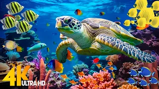 Ocean 4K - Sea Animals for Relaxation, Beautiful Coral Reef Fish in Aquarium (4K Video Ultra HD) #9