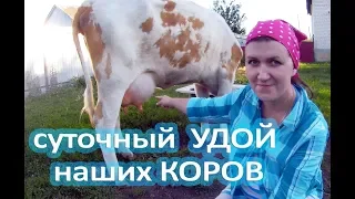 ТРИ ВЕДРА МОЛОКА ИЛИ СКОЛЬКО ДАЮТ НАШИ КОРОВЫ МОЛОКА В СУТКИ?!