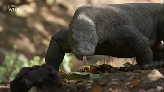 Чудеса океана - острoва Спасения. Док фильм Nat Geo Wild  HD