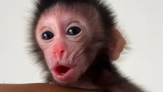 How Cute of Baby monkey