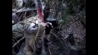 Scottish Wildcat feeding at the Highland Wildlife Park Scotland