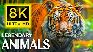 8K  Animals - Immerse yourself in the charm of animal life  Ultra HD