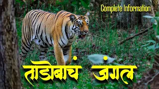 Tadoba Jungle Safari | Tadoba Andhari Tiger Reserve | Moharli Gate - Tadoba National Park