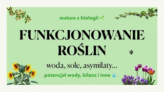 #31.4 - Funkcjonowanie roślin - woda, sole, asymilaty 💧 matura z biologii 📕 liceum