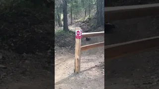 Wolverine Walks By Biker, Carrying Goat Head