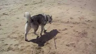 Mishka at the beach