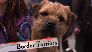 Border Terrier - Bests of Breed