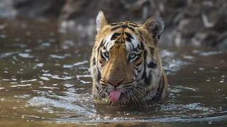 Taru vs Shambhu Part 4 #wildlife #tadoba #forest #tiger #fight