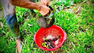 Fishing with pot |Trapping huge native fish using pot | Primitive fish trap|