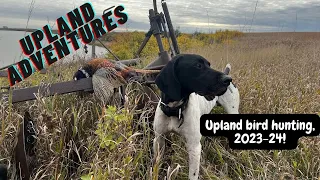 Hunting WILD Pheasants and more, 2023-24 highlights!