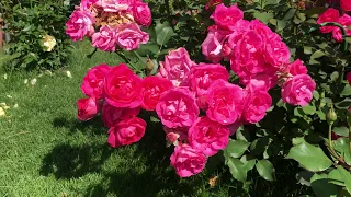 Roses in Russian gardens! How to grow beauty? Diseases of roses, pests of roses.