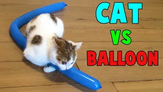 Cutest Cats vs Balloon Funny Cats Playing with Balloon by Animals TV