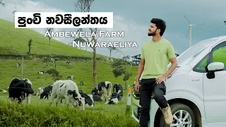 Ambewela New Zealand farm  | ලංකාවේ ලොකුම Farm එක