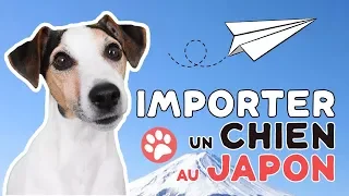 IMPORTER TON CHIEN AU JAPON