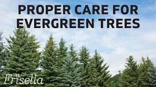 Watering Guide: Evergreen Trees | Frisella Nursery