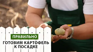 Как правильно подготовить картофель к посадке