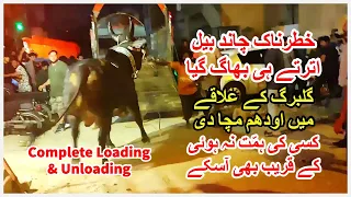 Khatarnak Chand Bail Unload Hote Hi Bhag Gaya.  Dangerous Heavy Chand Bull Runaway.