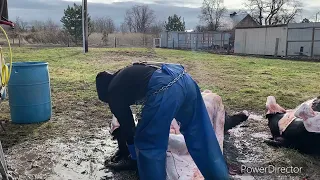 How to Skin with a lamb skinner 🔪