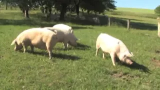 Das Schwein - Wildtier und Nutztier Trailer MedienLB