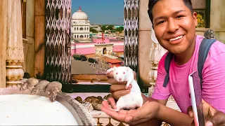 THE "INSANE" SACRED TEMPLE OF RATS IN INDIA