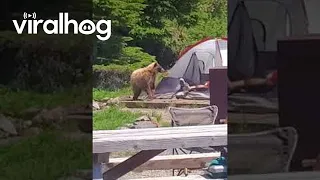 Bear Investigates Man in a Tent || ViralHog