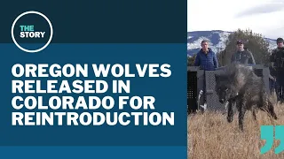 Wolves from Oregon released in Colorado to kickstart reintroduction