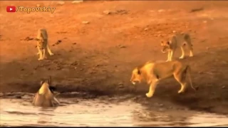 3 Lions Attack Black Rhino That s Stuck in Mud   Most Amazing Wild Animal Attacks part 14