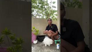 How to calm your cat while bathing 🧼 #cat #bathing #youtubeshorts